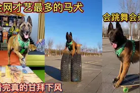 全网才艺最多的马犬！会跳舞会杂技！看完真的甘拜下风！