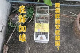 在新加坡被老鼠骚扰咋办？猫不抓！就用中国捕鼠神器来消灭它们！视频封面