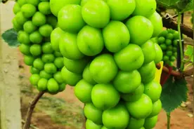 3年结果大阳光玫瑰葡萄树当年栽当年结果，看这大葡萄树长的怎样视频封面