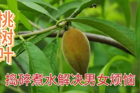 桃树叶煮水洗脸，没想到有这么多厉害用途？解决不少男女烦恼视频封面