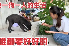 狗狗生病了不吃不喝不爱动，素素买来药裹着火腿，吃完快快好起来视频封面