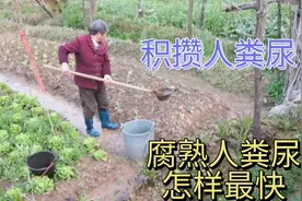 用尿液浇菜浇花，用这个方法，快速发酵尿液方法视频封面