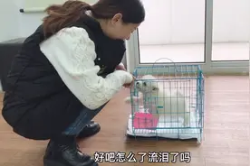 粉丝驱车300公里来接爱犬，比熊临走前眼里泛着泪花，太感人了！