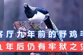 云南一男子九年前放的野鸡毛，朋友拍照九年后仍有牢狱之灾！视频封面