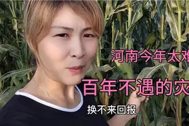河南商丘百年不遇大灾害导致玉米生虫发病，收割在即却愁死人视频封面