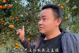 橘子越来越不值钱，大家都在忙着嫁接，可是要3年才能结果视频封面