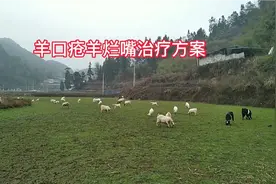 治疗羊烂嘴羊口疮，养羊人收藏起来备用。视频封面