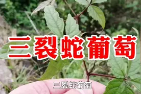 农村一种植物名叫，三裂蛇葡萄，根叫做金刚散，价值高遇见请珍惜视频封面