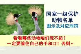 国家一级保护动物全名录，包含动物图示及对应刑罚，赶紧收藏转发