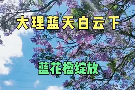 云南大理浪漫紫色梦幻来袭，9公里路全是蓝花楹，昆明不过也如此视频封面