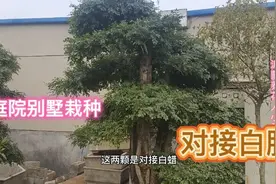 白腊树又称长寿树，栽在庭院即可以美化环境，又是风水树。视频封面