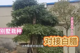 白腊树又称长寿树，栽在庭院即可以美化环境，又是风水树。视频封面