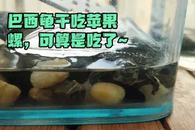 巴西龟干吃苹果螺，可算是吃了~视频封面