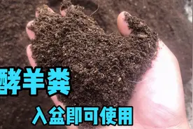 发酵好的羊粪优点真的很多，花花草草少不了的营养肥，入盆直接用视频封面