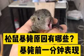 松鼠离奇死亡，角弓反张，张大嘴巴也不吃东西视频封面