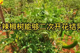 辣椒摘完千万别拔树，能二次开花结果!学会这样管理，个大产量高视频封面