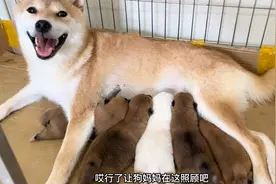 怀孕63天的柴犬，顺利产下5只幼崽，母子平安，狗妈脸上乐开了花