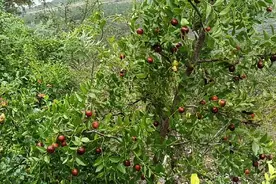 家乡山坡红枣树视频封面