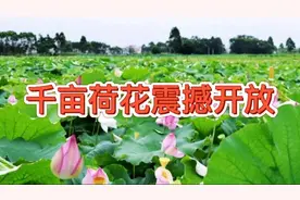 实拍西安千亩荷花震撼开放，开车仅需1小时，是西安夏日打卡圣地