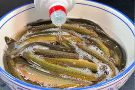 把高度白酒倒进泥鳅中，饭店大厨的拿手绝活，真是高手在民间视频封面