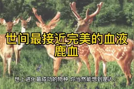世间最接近完美的血液-鹿血