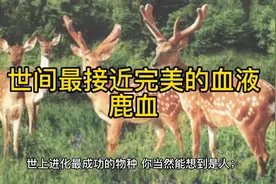 世间最接近完美的血液-鹿血