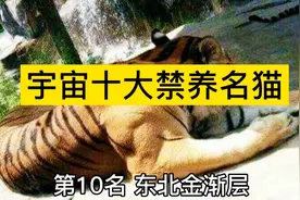 猫咪宇宙禁养的十种名猫！东北金渐层只能排在第10？