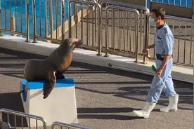 海狮宝宝与饲养员的亲密互动 ｜香港海洋公园视频封面