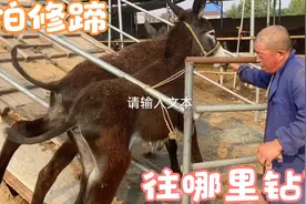 为啥驴主买到小驴先修蹄？修五头小驴多少钱？养一年能挣多少钱？视频封面