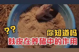 麸皮在养猪中的3个妙用，1个注意事项，养猪人赶紧点赞转发视频封面