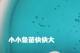 我今年只繁殖迷你鹦鹉鱼、斗鱼和观背青鳉鱼，其他鱼我都不繁殖了