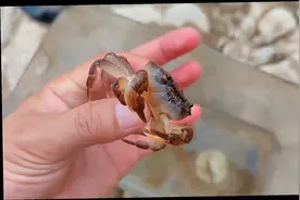 石家庄竟然还有这么好玩的地方，可以下河抓螃蟹视频封面