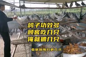 鸽子的营养价值和功效都很高.常吃非常有益.视频封面