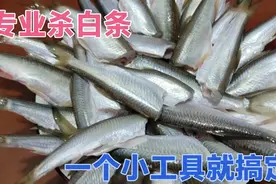 杀白条，只需一个小工具，分分钟三五十条轻松搞定！视频封面