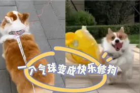 超可爱！狗狗看见卖气球的就不走了，变成快乐修勾只要一个气球