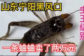 山东宁阳黑风口，一条蛐蛐就值两万元，虫王级别，非常罕见！