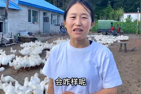 晚上小鹅被黄鼠狼咬死15只，防不胜防，两个人心力憔悴视频封面