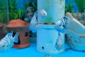 小迷你鹦鹉鱼也快长大了，吃的多长的就快！