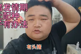 后备母猪发情期不让配种，强制自然配种一次，看看有没有效果！视频封面