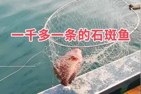 一千多块钱一条的石斑鱼，一下子就弄了8条上来，大丰收的节奏视频封面
