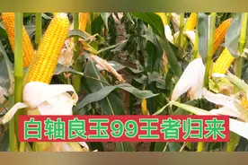 白轴良玉99重棒来袭王者荣耀，更抗倒更抗锈病更高产，亩产2200斤视频封面