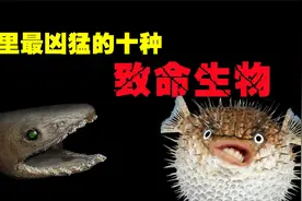 海洋10大对人类最致命的动物，看到他们赶紧跑，一刻也不能逗留！视频封面