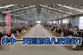 养牛一天到底喂几次最好？什么时间喂最佳？你真的了解吗？视频封面