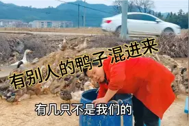 鸭子太能吃了，俗话说鸭子嘴扁扁，不让你赚也不让你亏，还能养吗视频封面