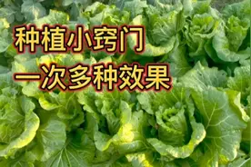 种植小窍门，不管喷叶面肥还是喷药，记得加点醋，效果就是好