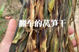 用几十斤莴笋的经验告诉你，嗮莴笋干不要焯水，不要用盐腌直接嗮视频封面