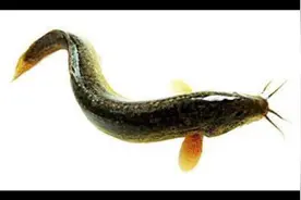 水中人参—泥鳅，男人的加油站！