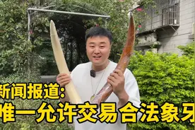 如今唯一合法允许交易的猛犸象牙，新闻公开表示：可以私人买卖！视频封面