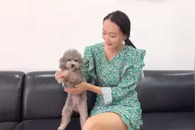 怀孕40天的母犬，肚子大的像个球，隔着肚皮能摸到胎动，乐开了花