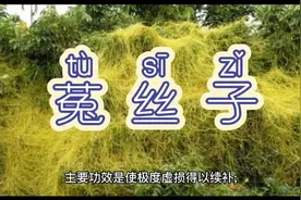 菟丝子---具有久服去面斑的功效，很常见的黄藤丝